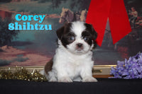 Corey Male Shihtzu $750