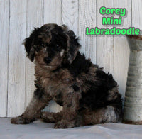 Corey Male F1BB Mini Labradoodle $850
