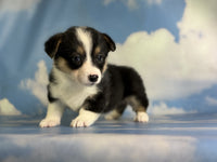 Corgi 