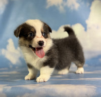 Corgi 
