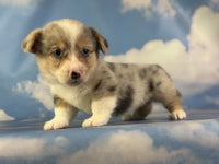 Corgi 