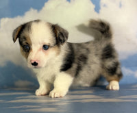 Corgi 