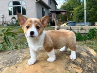 Corgi