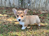 Corgi