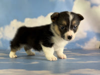 Corgi 