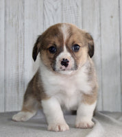 Corgi Cavalier Mix