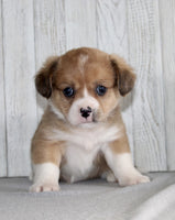 Corgi Cavalier Mix