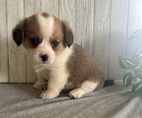 Corgi Cavalier Mix