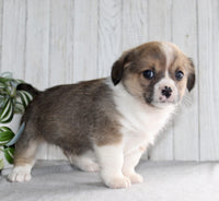 Corgi Cavalier Mix
