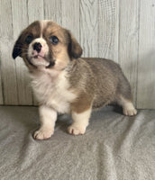 Corgi Cavalier Mix