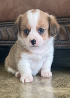 Corgi Cavalier Mix