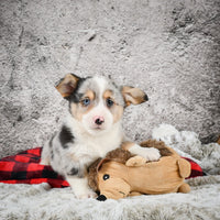 Corgi