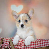  Corgi