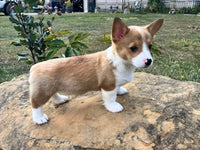 Corgi