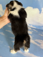 Corgi 