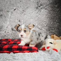 Corgi