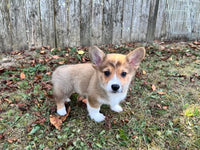 Corgi