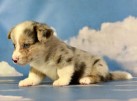 Corgi 