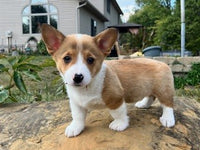 Corgi