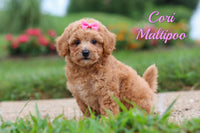 Cori Female Maltipoo $1800
