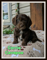 Corrie Male Cavapoo $1495