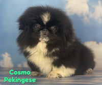 Cosmo Male AKC Pekingese $1925
