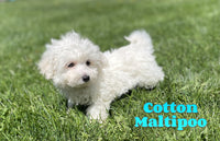 Cotton Male Maltipoo $875