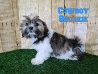 Cowboy Male Shorkie $850