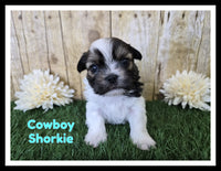 Cowboy Male Shorkie $950
