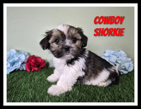 Cowboy Male Shorkie $950