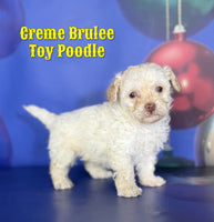 Creme Brulee Male ACA Toy Poodle $1375