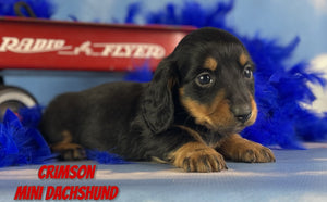 Mini Dachshund