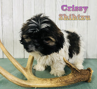 Crissy Female Shihtzu $750