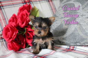 Teacup Yorkshire Terrier