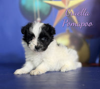 Cruella Female Pomapoo $1000