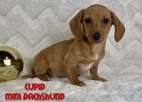 Cupid Male ACA Mini Dachshund $1375