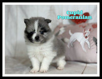 Cupid Male ACA Pomeranian $2125
