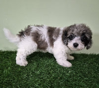 Mini Poodle