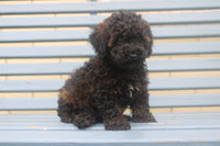 Mini Poodle