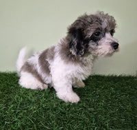 Mini Poodle