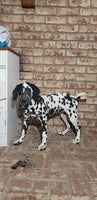 Spot Female AKC Dalmatian $795