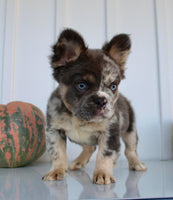 Dakota Male AKC Fluffy French Bulldog $2950