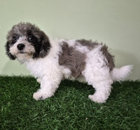 Mini Poodle