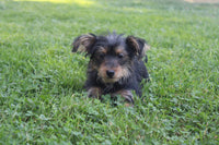 Yorkipoo