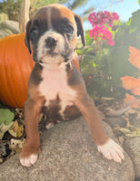 Ziva Female AKC Boxer $1950