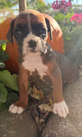 Ziva Female AKC Boxer $1950
