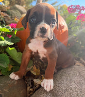 Ziva Female AKC Boxer $1950
