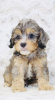 Cavapoo