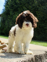 Cockapoo