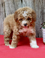 Mini Poodle